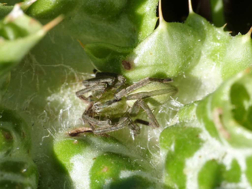 Maschi di Micrommata ligurina - Tolfa (RM)